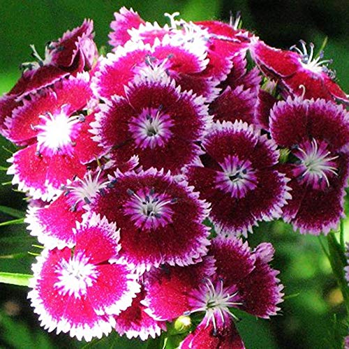 Oce180anYLVUK Sweet William Seeds, 100Pcs / Bolsa Sweet William Seeds Hermosa Y Prolífica Mezcla De Colores Atractivas Bonsai Dianthus Seeds Para Balcón Semilla