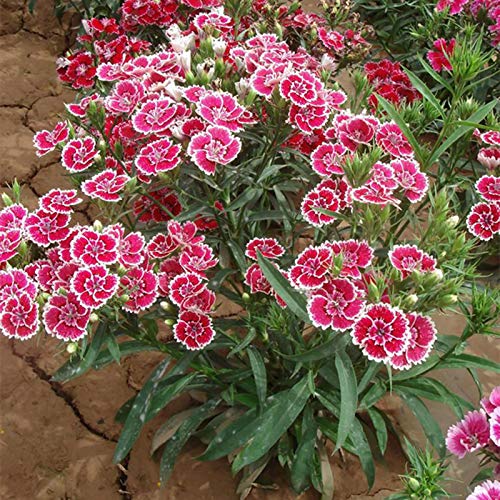 Oce180anYLVUK Sweet William Seeds, 100Pcs / Bolsa Sweet William Seeds Hermosa Y Prolífica Mezcla De Colores Atractivas Bonsai Dianthus Seeds Para Balcón Semilla