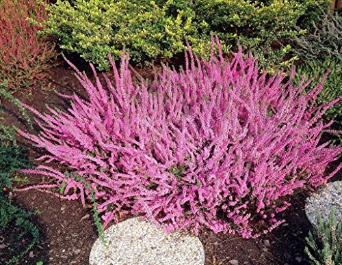 pinkdoseâ ® 25 semillas – calluna vulgaris Seed, Scotch Heather, Una cobertura del terreno perenne O Un alucinógeno Bajo