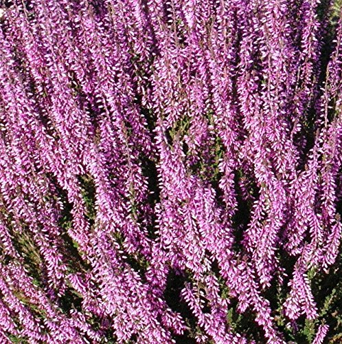 pinkdoseâ ® 25 semillas – calluna vulgaris Seed, Scotch Heather, Una cobertura del terreno perenne O Un alucinógeno Bajo