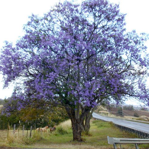 Plant World Seeds - Jacaranda Mimosifolia Seeds