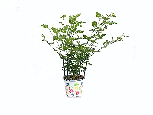 Planta de Jazmín de Flor Blanca para Exterior Planta Natural Jazmín Común o Jazmín Morisco Jasminum Officinale