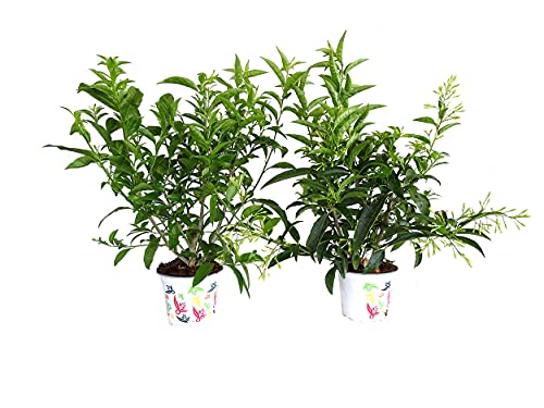 Planta Natural Galán de Noche Pack de 2 Unidades de Cestrum Nocturnum o Dama de Noche