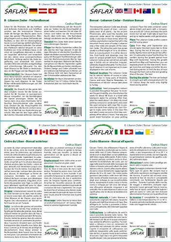 SAFLAX - Cedro del Líbano - 20 semillas - Cedrus libani