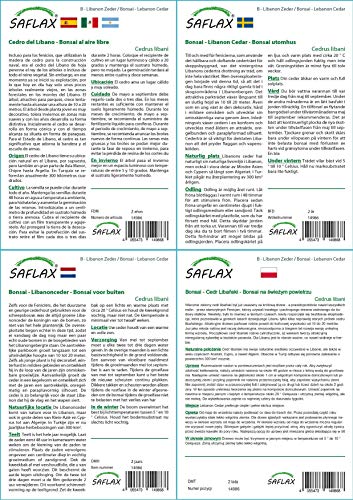 SAFLAX - Cedro del Líbano - 20 semillas - Cedrus libani
