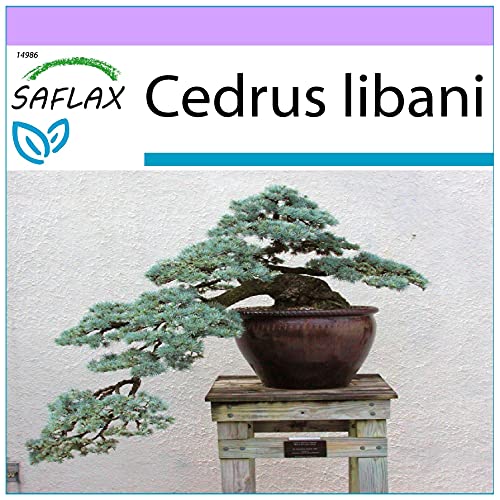 SAFLAX - Cedro del Líbano - 20 semillas - Cedrus libani