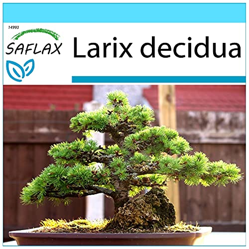 SAFLAX - Set regalo - Alerce europeo - 75 semillas - Con caja regalo/envío, etiqueta para envío, tarjeta de felicitación y sustrato de cultivo y fertilizante - Larix decidua