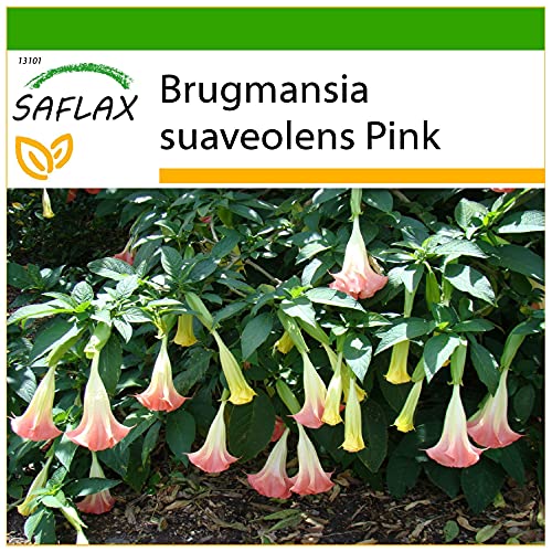 SAFLAX - Trompeta de ángel/Fucsia - 10 semillas - Con sustrato estéril para cultivo - Brugmansia suaveolens Pink