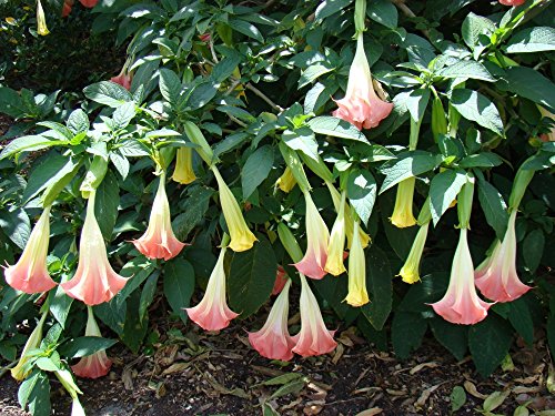 SAFLAX - Trompeta de ángel/Fucsia - 10 semillas - Con sustrato estéril para cultivo - Brugmansia suaveolens Pink