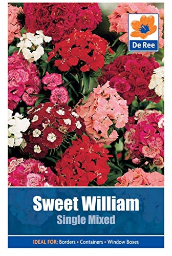 ScoutSeed 2 PAQUETES de jardÃ­n SWEET WILLIAM SEMILLAS de flores mixtas