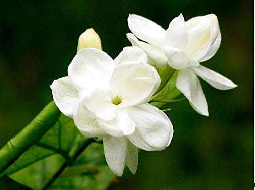 ScoutSeed 25 SEMILLAS ARABIAN JASMINE JUSMINUM SAMBAC BLANCO SHRUB SEMILLAS DE FLORES Doble pétalo