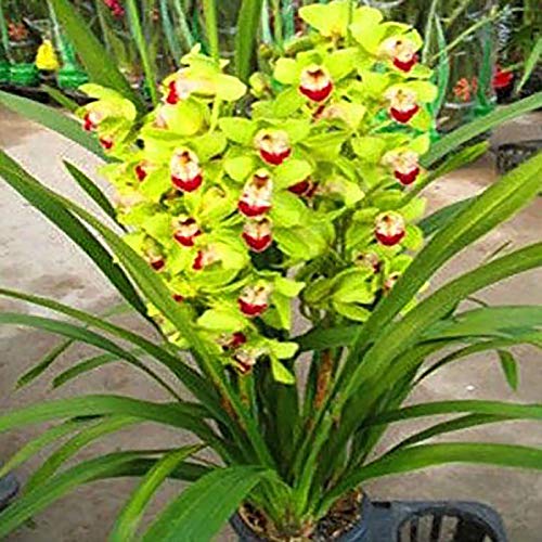 Semillas Cymbidium Cymbidium, 1 bolsa de semillas de alta tasa de supervivencia de rápido crecimiento Semillas pequeño jardín Bonsai Flor de la orquídea de Inicio