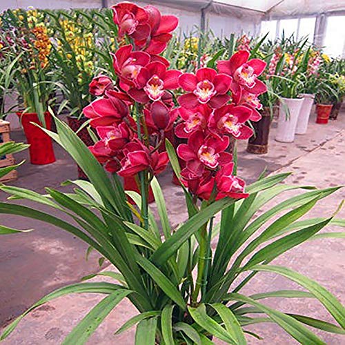 Semillas Cymbidium Cymbidium, 1 bolsa de semillas de alta tasa de supervivencia de rápido crecimiento Semillas pequeño jardín Bonsai Flor de la orquídea de Inicio