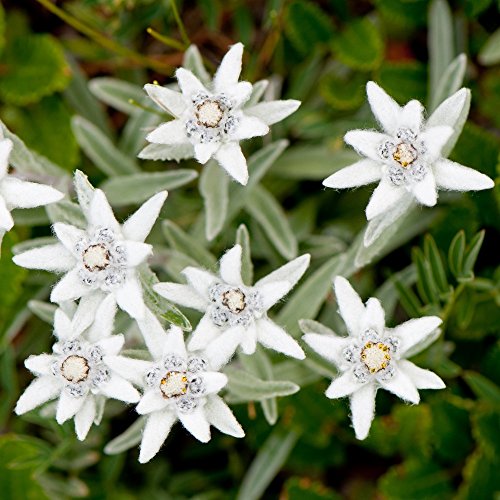 Semillas de edelweiss , leontopodium alpinum, flor de las nieves.