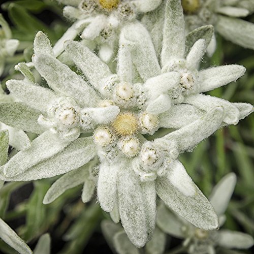 Semillas de edelweiss , leontopodium alpinum, flor de las nieves.