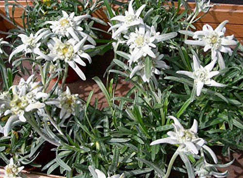 Semillas de edelweiss , leontopodium alpinum, flor de las nieves.