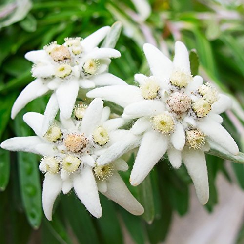 Semillas de edelweiss , leontopodium alpinum, flor de las nieves.