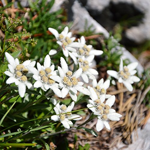 Semillas de edelweiss , leontopodium alpinum, flor de las nieves.