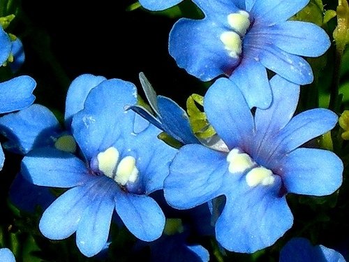 Semillas de gema azul de Nemesia - Nemesia strumosa