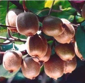 semillas de la fruta kiwi, Tailandia 100pcs mini fruta de kiwi semillas de flores, plantas de bonsai, las mini semillas de kiwi deliciosa vegetales,