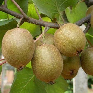 semillas de la fruta kiwi, Tailandia 100pcs mini fruta de kiwi semillas de flores, plantas de bonsai, las mini semillas de kiwi deliciosa vegetales,