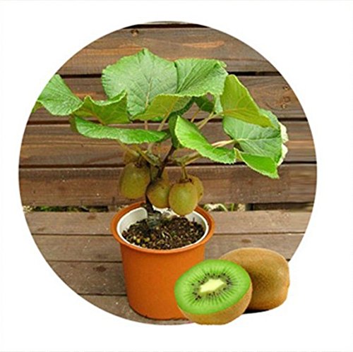 semillas de la fruta kiwi, Tailandia 100pcs mini fruta de kiwi semillas de flores, plantas de bonsai, las mini semillas de kiwi deliciosa vegetales,