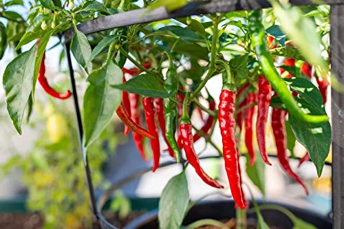 Semillas De Pimiento Guindilla 'Cayenne' - Aji Cayenne Cultivados En España