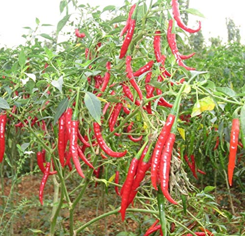 Semillas De Pimiento Guindilla 'Cayenne' - Aji Cayenne Cultivados En España