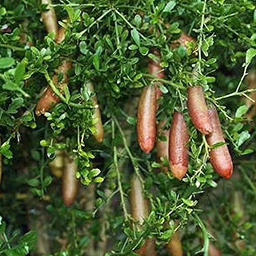 Semillas Ecológicas Minigarden 200Pcs /Bag Citrus Australasica Seeds Creative Portable Small Fruit Australian Citrus Seeds-1 #