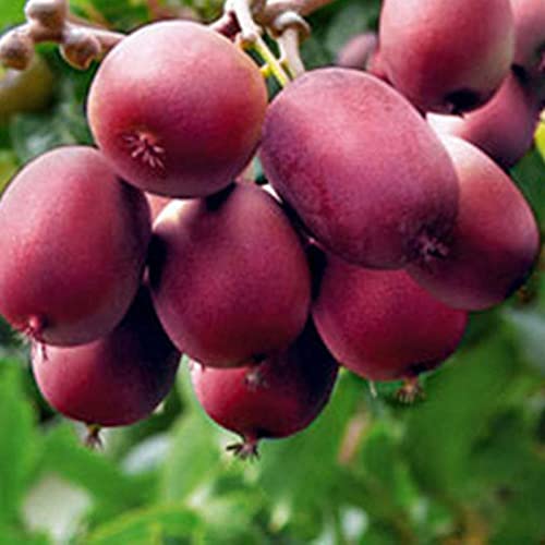 Semillas para plantar, 20 semillas rojas de kiwi Actinidia Bonsai Deliciosa planta de árbol frutal decoración del jardín, semillas de kiwi