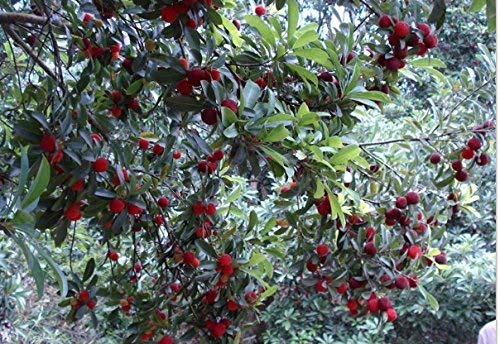 semillas rubra embalaje original Myrica semillas de arrayán rojos madroño perennes sabor semillas de árboles frutales dulces - 5 piezas