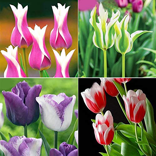 Semillas Semillas tulipán, 100 piezas / bolsa de tulipán Perenne Fragancia natural color brillante Bonsai Semilla para el balcón