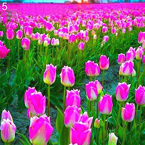 Semillas Semillas tulipán, 100 piezas / bolsa de tulipán Perenne Fragancia natural color brillante Bonsai Semilla para el balcón