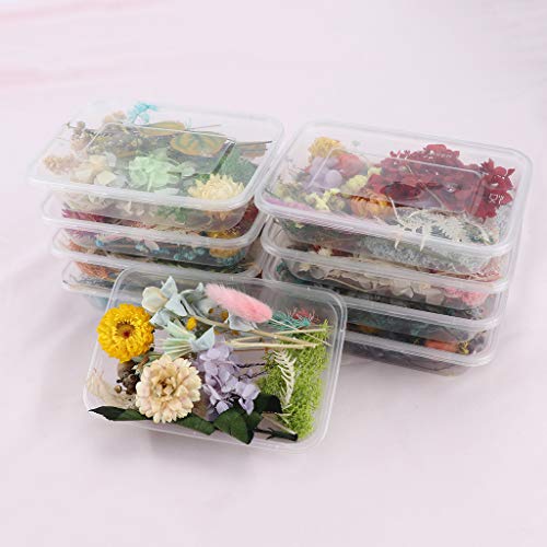 Sichuan 1 Caja de Flores secas de Mezcla Real para Resina, joyería, Plantas secas, Flor prensada DIY