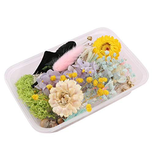 Sichuan 1 Caja de Flores secas de Mezcla Real para Resina, joyería, Plantas secas, Flor prensada DIY