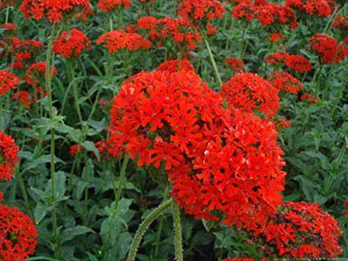 Silene Armeria Seeds 50+ Semillas de hierbas orgánicas fáciles de cultivar (Sweet William Catchfly) Flores silvestres para el jardín de los bonsais Plantación en interiores y exteriores