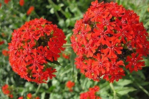 Silene Armeria Seeds 50+ Semillas de hierbas orgánicas fáciles de cultivar (Sweet William Catchfly) Flores silvestres para el jardín de los bonsais Plantación en interiores y exteriores