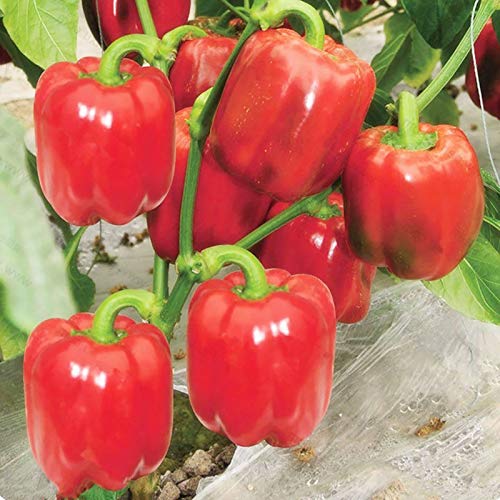 TOYHEART 100 Piezas De Semillas De Hortalizas De Primera Calidad, Semillas De Pimiento Picante Semillas De Jardín De Condimentos Multicolores Sin OMG Dulces para Patio Negro