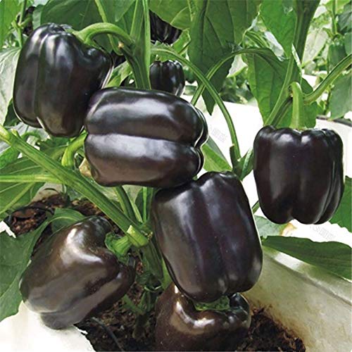 TOYHEART 100 Piezas De Semillas De Hortalizas De Primera Calidad, Semillas De Pimiento Picante Semillas De Jardín De Condimentos Multicolores Sin OMG Dulces para Patio Negro