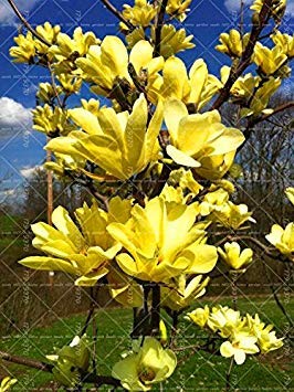 Vistaric 20PCS semillas de Magnolia, semillas de árboles de jardín fragantes de luz, semillas de flores de Magnolia para el jardín de su casa DIY planta ornamental 1