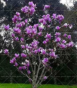 Vistaric 20PCS semillas de Magnolia, semillas de árboles de jardín fragantes de luz, semillas de flores de Magnolia para el jardín de su casa DIY planta ornamental 1