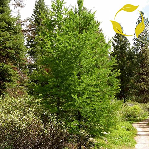 WESTERN ALERCE Larix occidentalis 15 SEMILLAS