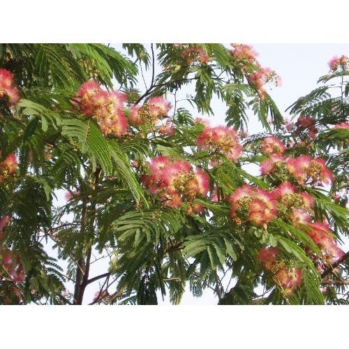 1000 Semillas -Albizia julibrissin- By Samenchilishop