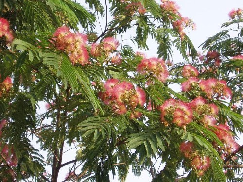 1000 Semillas -Albizia julibrissin- By Samenchilishop