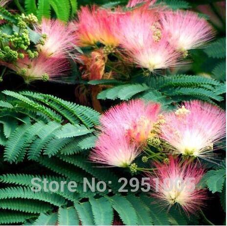 20pcs / lot Bonsái Albizia julibrissin semillas de flores seeds.rare en bonsai, Albizia julibrissin para jardín 2