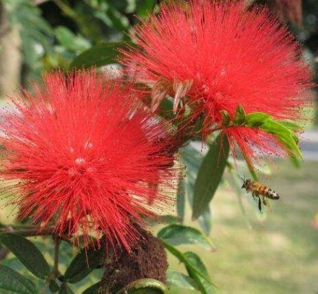 20pcs / lot Bonsái Albizia julibrissin semillas de flores seeds.rare en bonsai, Albizia julibrissin para jardín 2