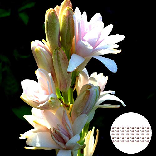 50 Unids/Bolsa Semillas De Tuberose Viables Productivas Floración Natural Fragante Ornamental Floral Bonsái Plántulas Para Plantas De Jardín Semillas De Jardín Semilla