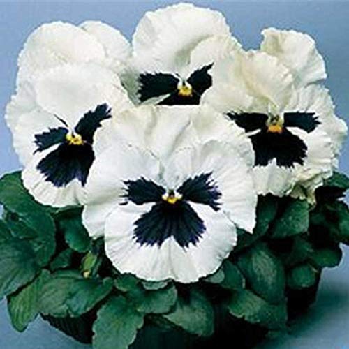 Benoon Semillas de Pansy, 1 bolsa de semillas de pensamiento perennes coloridas mini bonsai Pot Pansy Semillas para patio