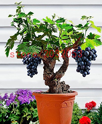 bonsai semillas de flor de 20 PC Semillas Albizia julibrissin, semillas de árboles bonsai, macetas, jardín de DIY