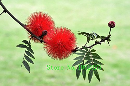 Caliente! 50 PC Semillas Albizia Julibrissin árbol de la flor china Encanto Semillas Bonsai plantas de jardín Precio al por mayor libre Shipp